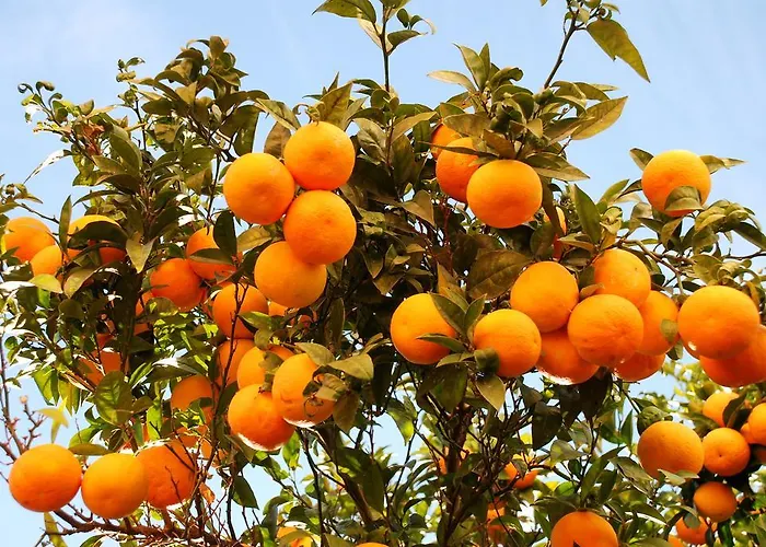 L'orangeraie Le Lavandou