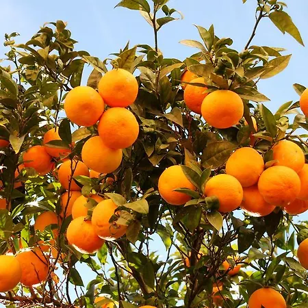 L'orangeraie Le Lavandou